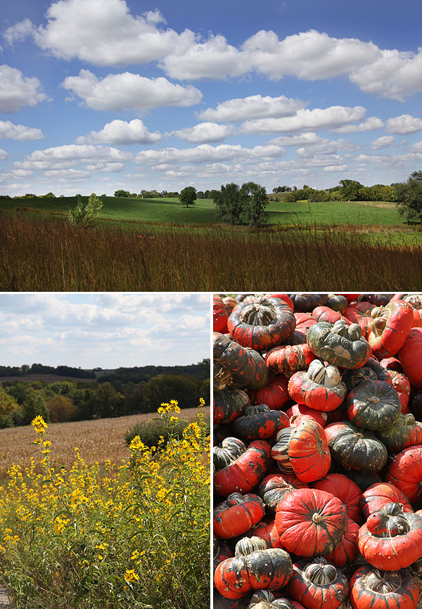 pumpkinpatch-01