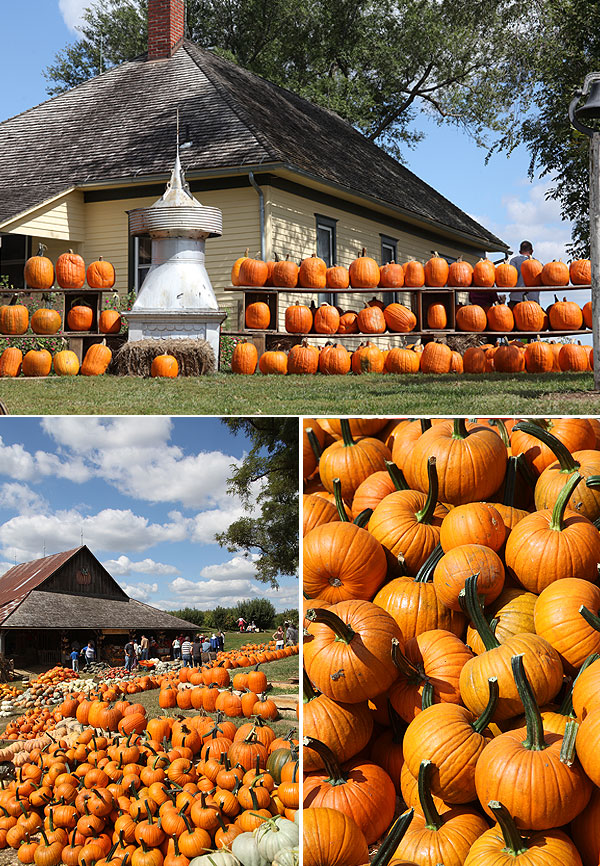 pumpkinpatch-02